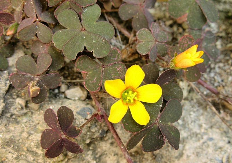 Oxalis stricta